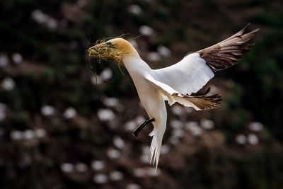 Close-up of a bird flying