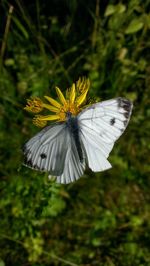 Close-up of butterfly on flower