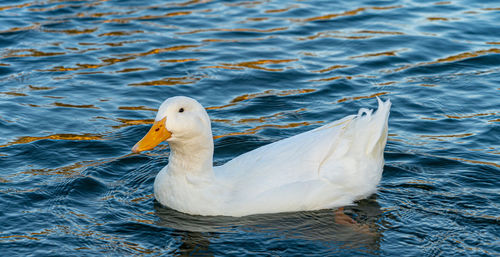 High angle view of duck swimming in lake