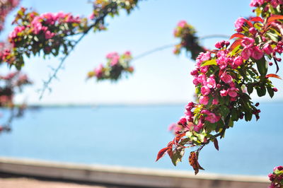 Close-up of pink flowers blooming on tree