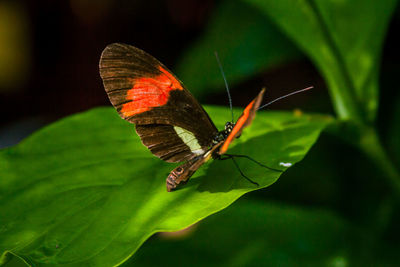 Close-up of butterfly on leaf