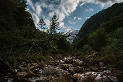 Rocks in forest against sky