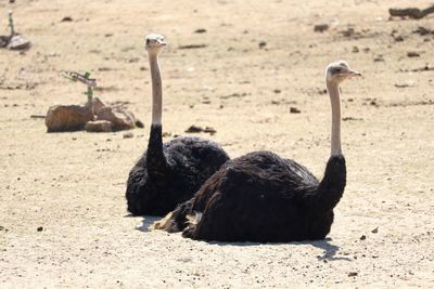 Two ostriches on barren landscape