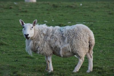 Portrait of sheep standing in farm