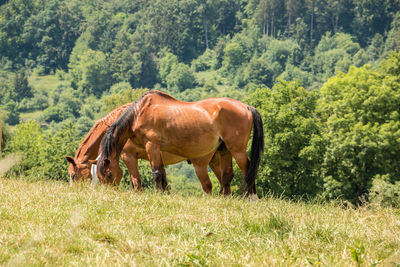 Horse grazing in a field