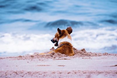 Dog on the beach