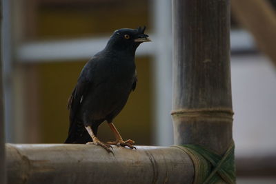 Close-up of bird perching on wooden post