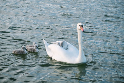 Swans swimming in lake