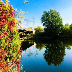 Reflection of trees in calm lake