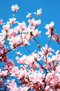 Low angle view of pink flowers blooming on tree