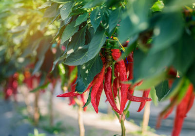 Close-up of red chili peppers plant