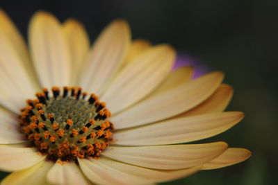 Close up of yellow flower