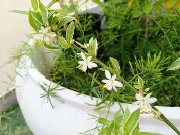 High angle view of potted plant
