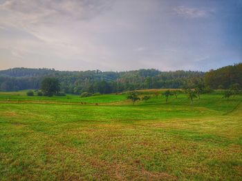 Scenic view of field against sky