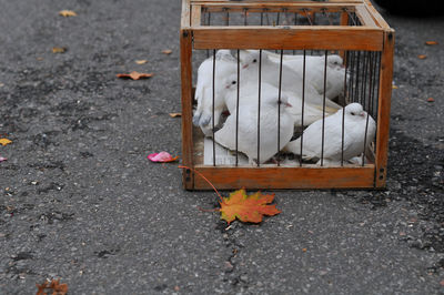 High angle view of doves in cage on street