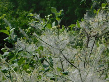 Close-up of plants growing on field