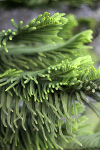 Close-up of fern