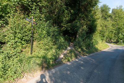 Road amidst trees in forest