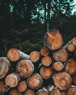 Stack of logs in forest