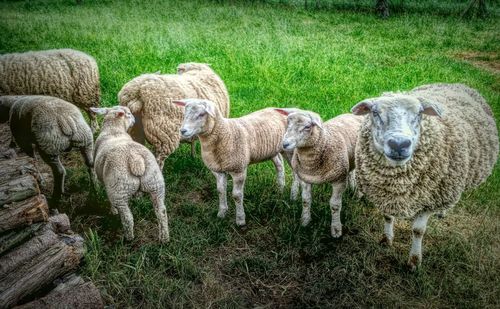Sheep standing in a field