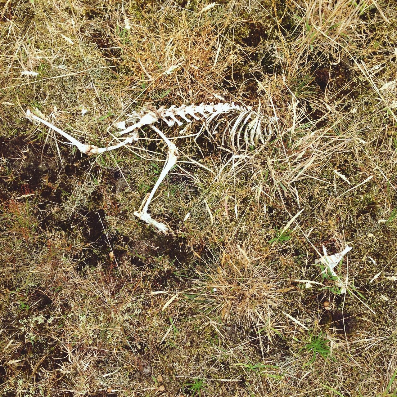 high angle view, field, grass, plant, nature, day, outdoors, no people, growth, ground, dry, textured, close-up, dirt, messy, creativity, sunlight, leaf, art and craft, dirty