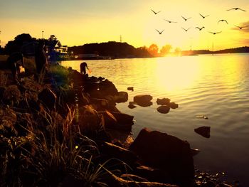 Silhouette of birds in water