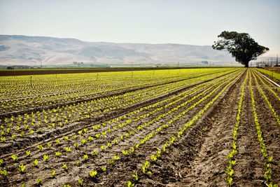 Scenic view of oilseed rape field against sky