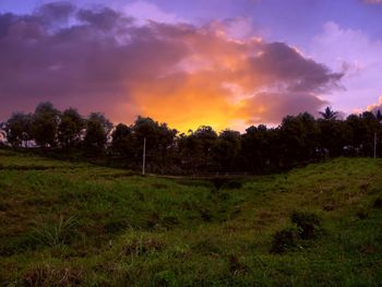 Trees on field against sky during sunset