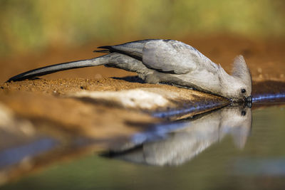 Close-up of bird