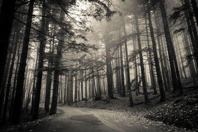 Road amidst trees in forest