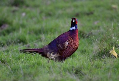 Bird in a field