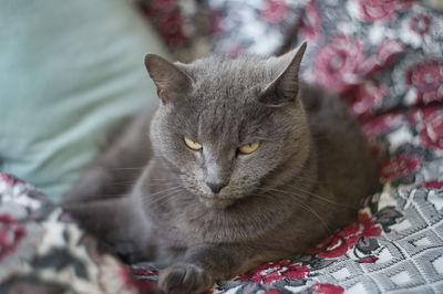 Inspiring cat lying on a sofa