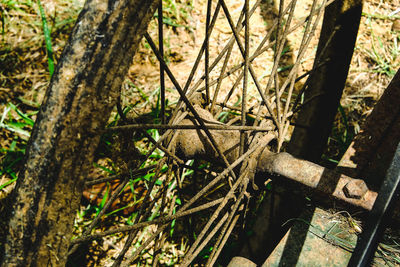 High angle view of bamboo trees in forest