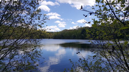 Scenic view of lake in forest against sky