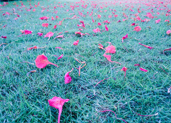 Close-up of pink poppy on field