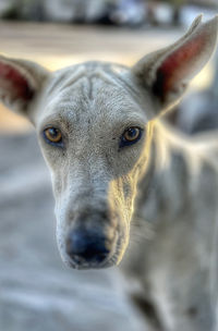 Close-up of dog