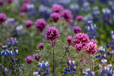 Close-up of pink flowering plants on field