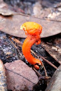 Close-up of orange leaves