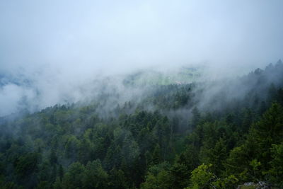 Scenic view of forest against sky