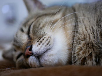 Close-up of cat sleeping