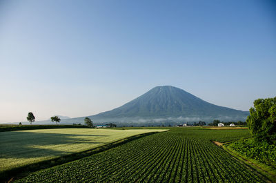 Scenic view of agricultural field against clear sky