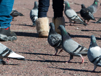 Low section of pigeons on street