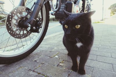 Portrait of black cat with bicycle on street