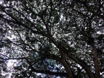 Low angle view of tree