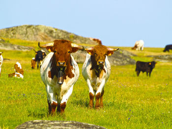 Cows with bells standing on grassy field