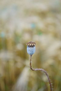 Close-up of insect on plant