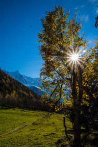 Sun shining through trees