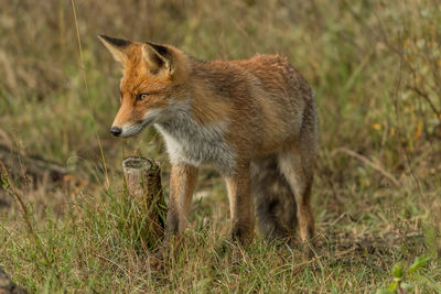 Alert fox looking away while standing on field