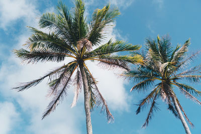 Low angle view of coconut palm tree against sky