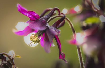 Close-up of pink flowering plant